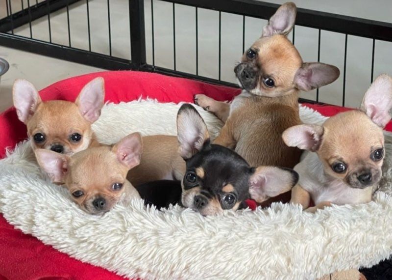 CHIHUAHUA 1