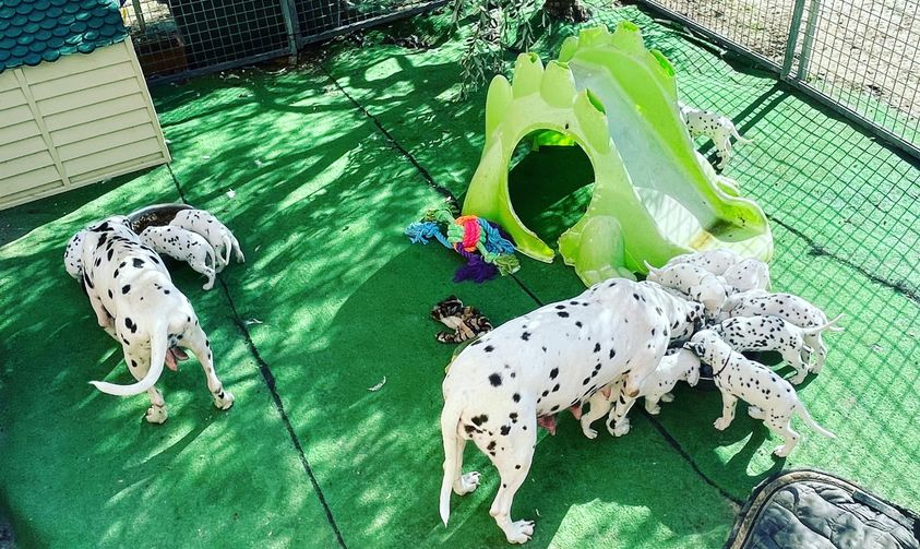 DALMATIEN – Image 4