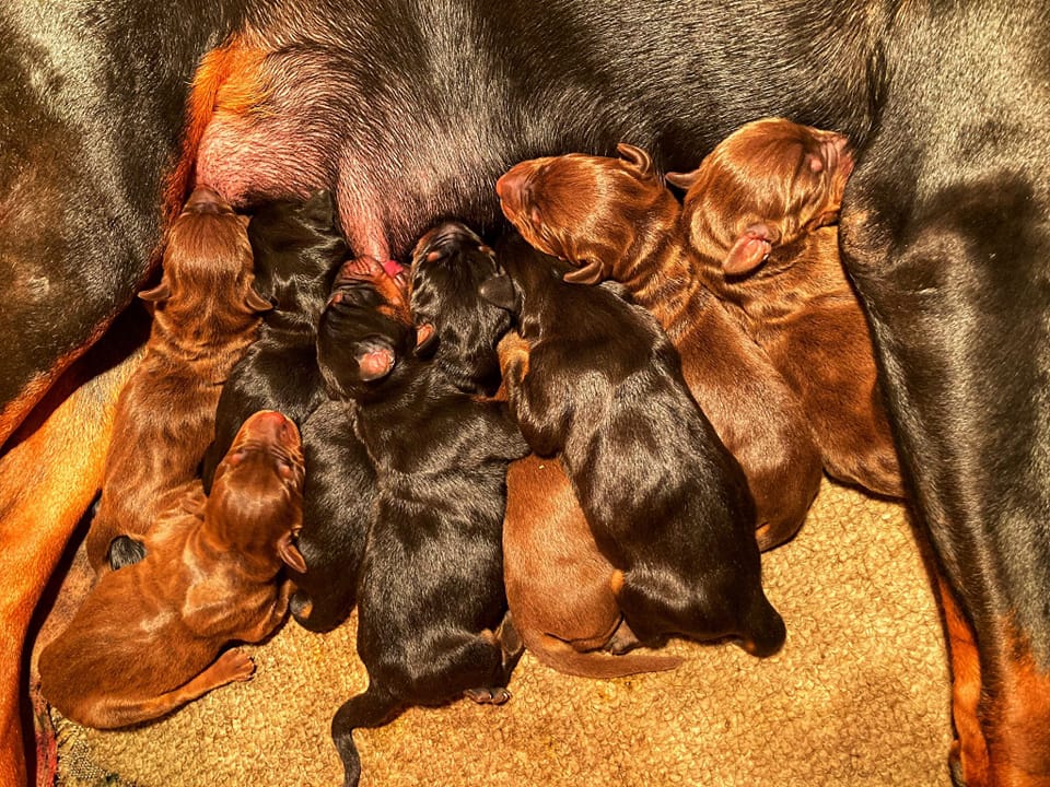 Dobermann 1 – Image 4