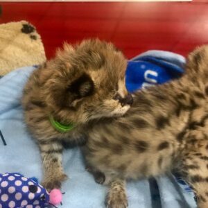 SERVAL 2