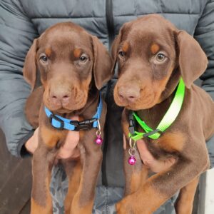 Dobermann 1