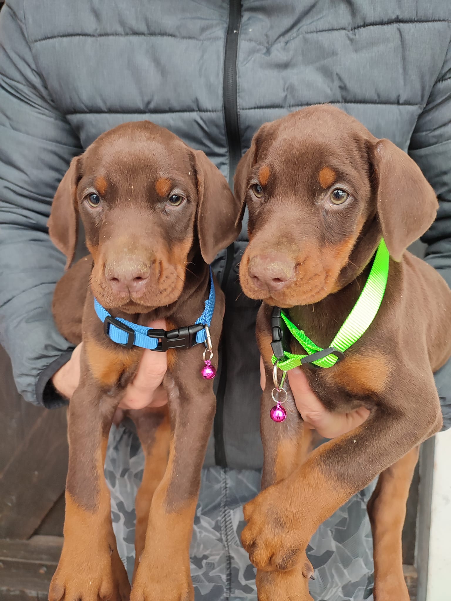 Dobermann 1