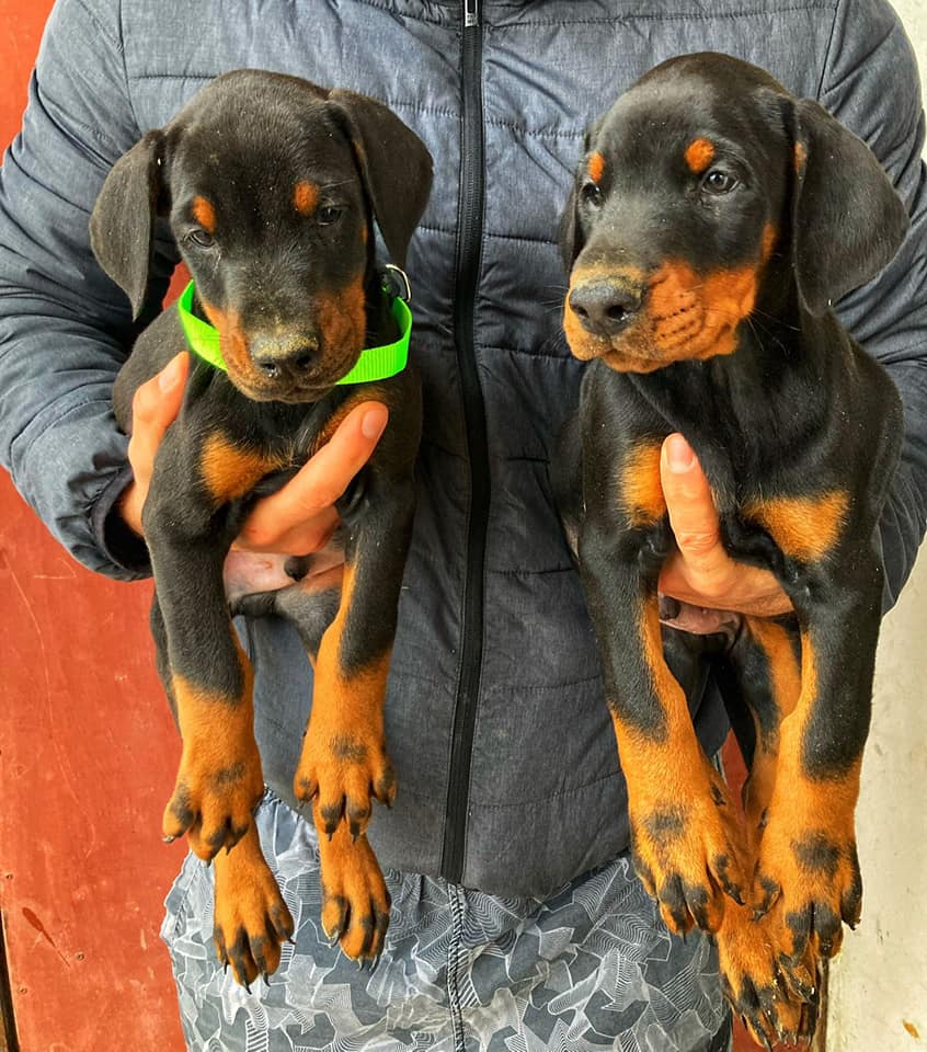 Dobermann 1 – Image 5