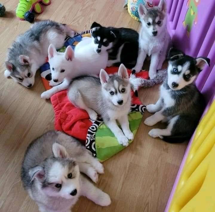 Husky siberien 1 – Image 3