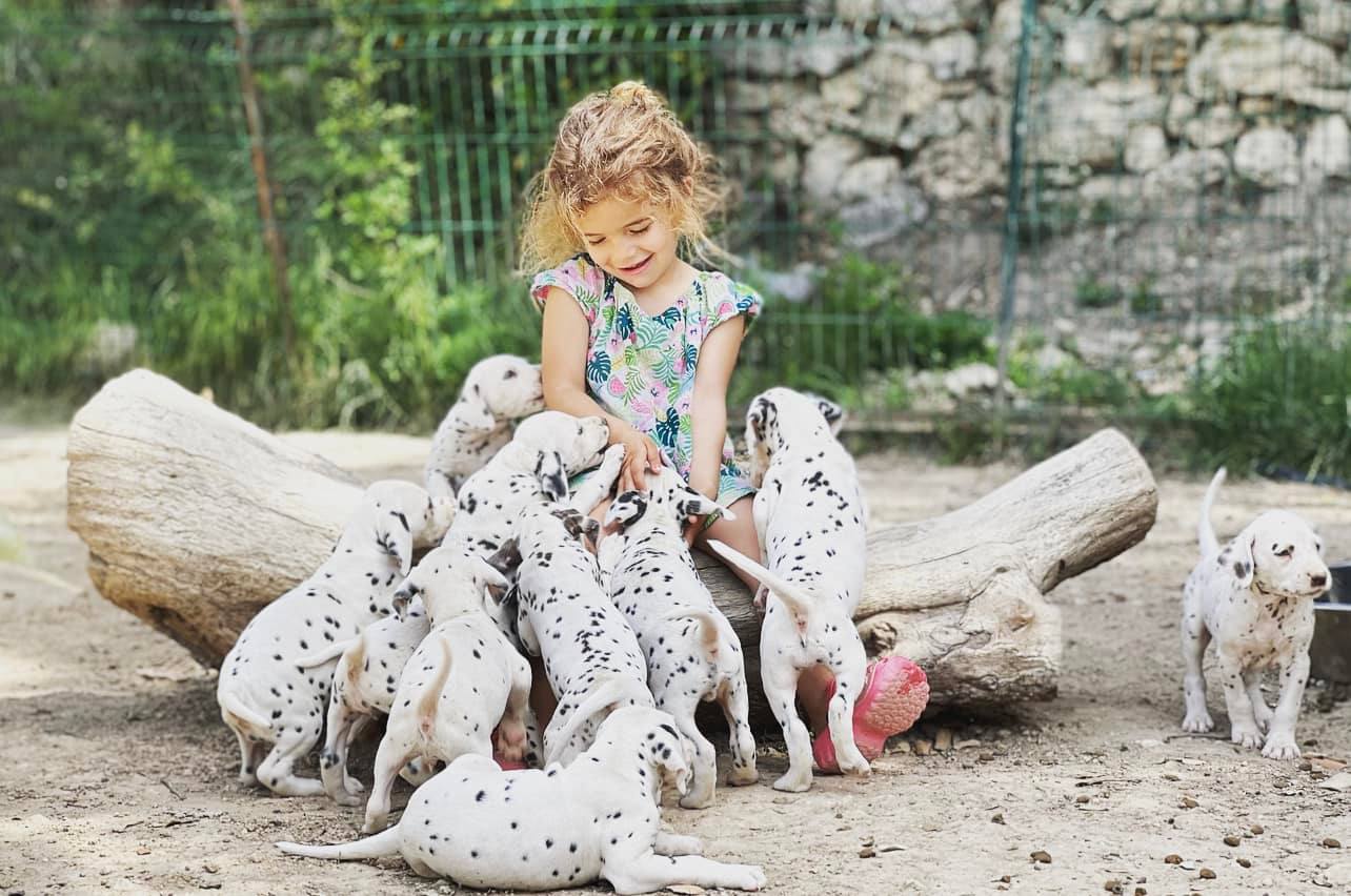 DALMATIEN