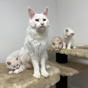 Main coon