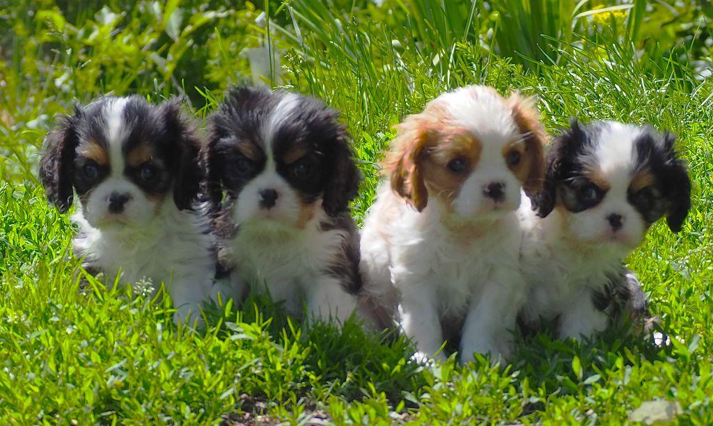 CAVALIER KING CHARLES 2 – Image 2