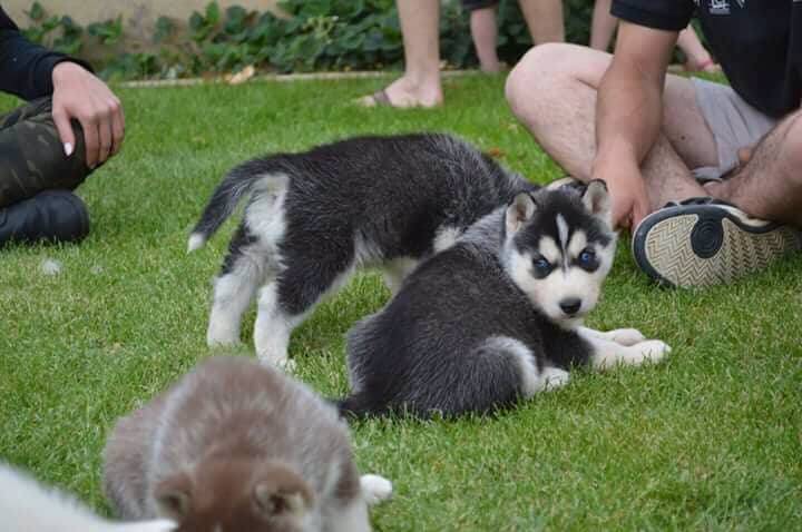 Husky siberien 1