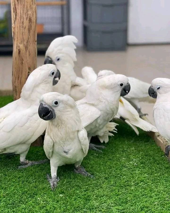 Cacatoes blanc