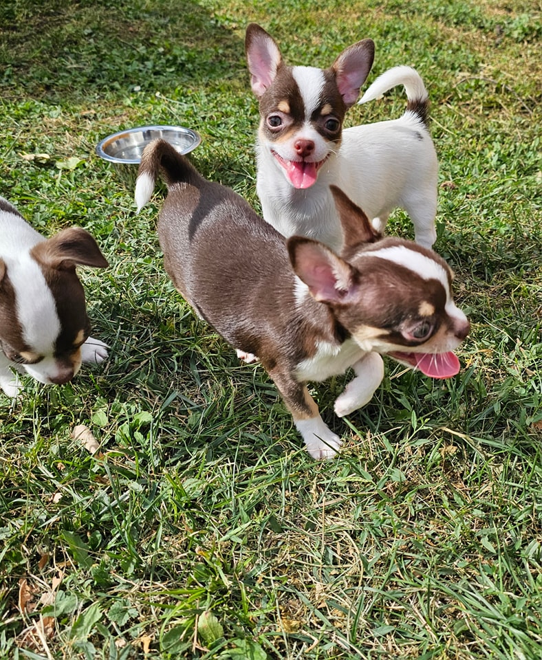 CHIHUAHUA 2 – Image 2