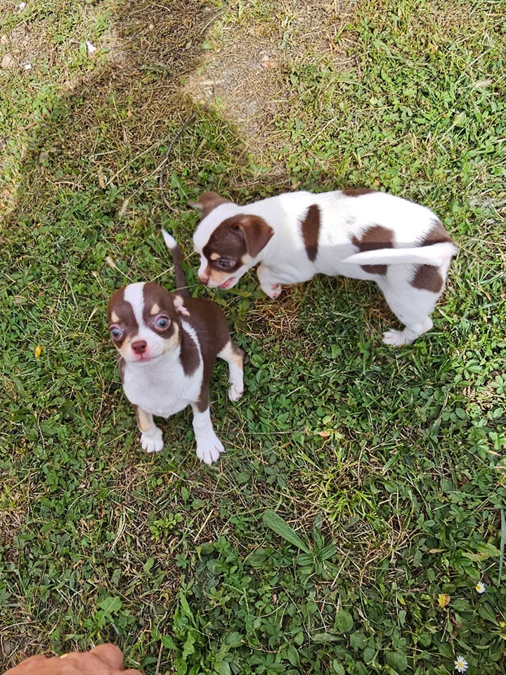 CHIHUAHUA 2 – Image 3
