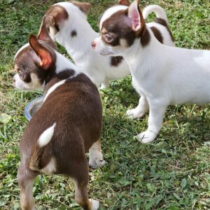 CHIHUAHUA 2