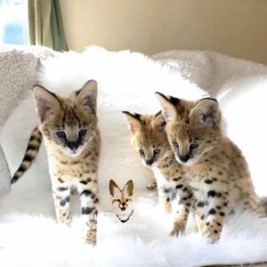 SERVAL 1