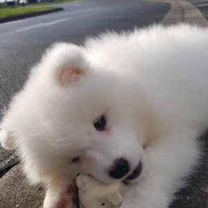 SAMOYEDE