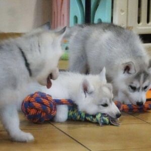Husky siberien 2