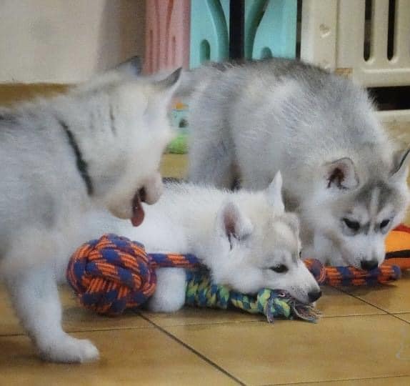 Husky siberien 2