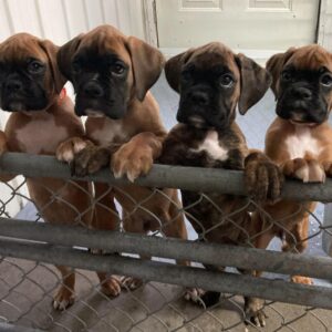 Boxer 2