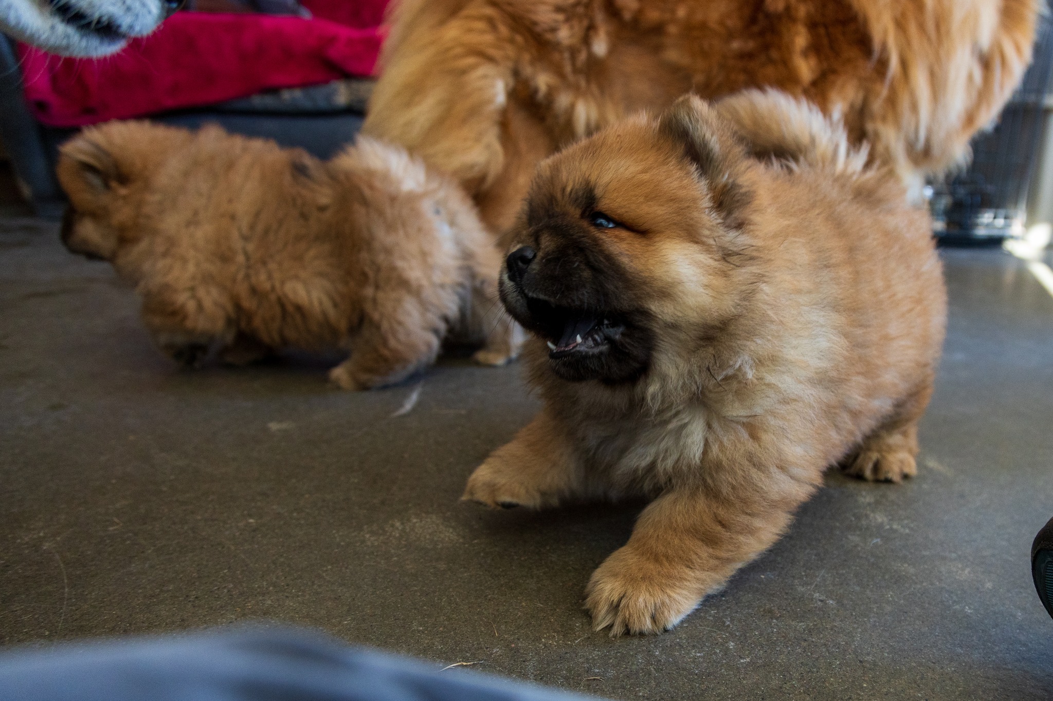 CHOW CHOW 2 – Image 5