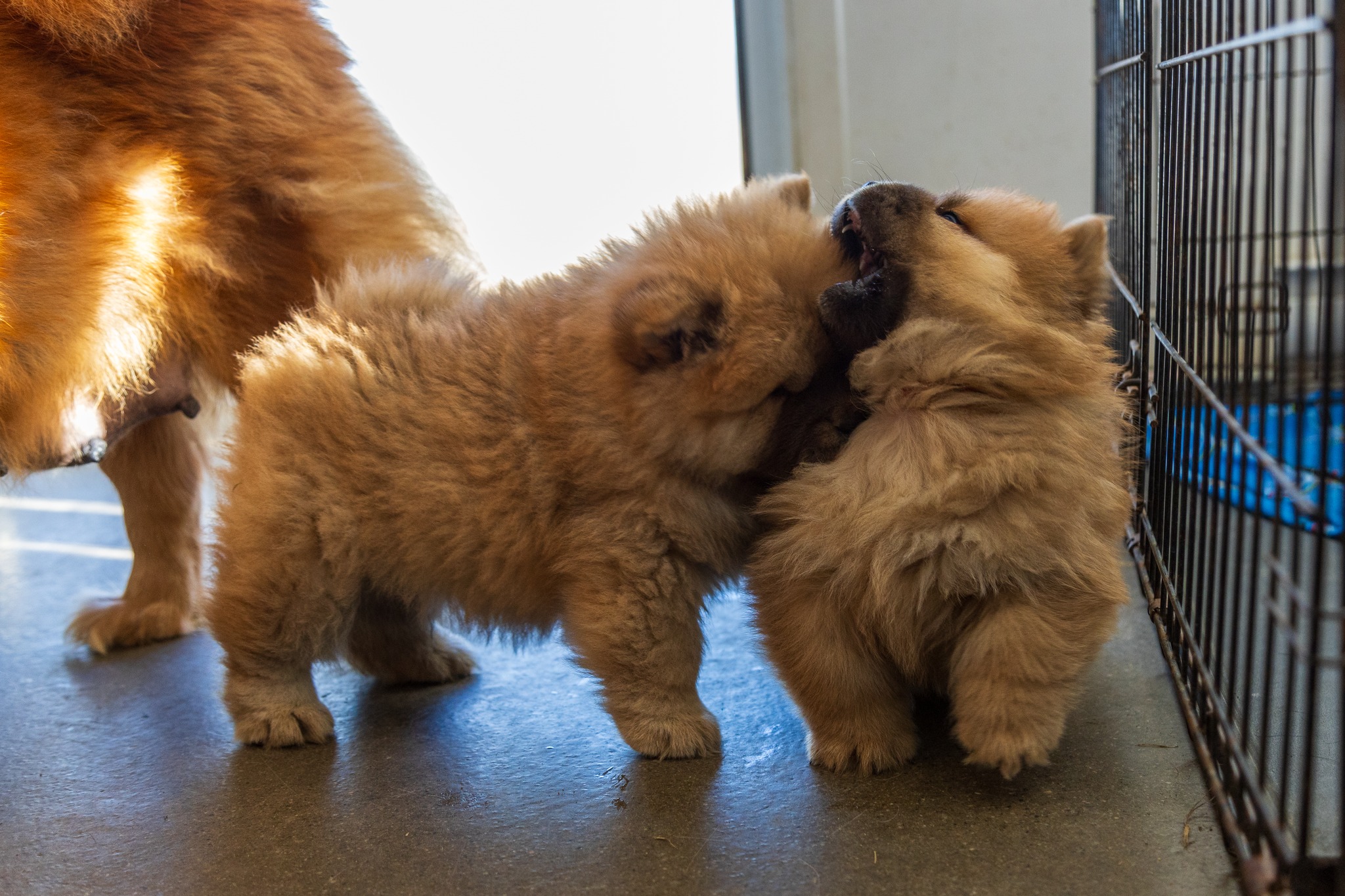 CHOW CHOW 2 – Image 4