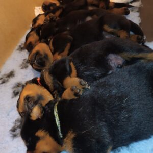 Rottweiler