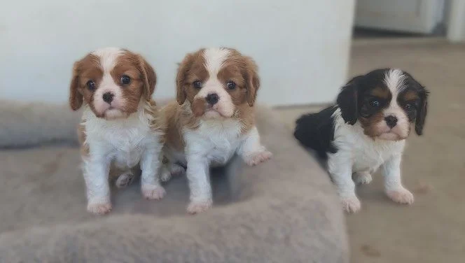 CAVALIER KING CHARLES 2 – Image 3