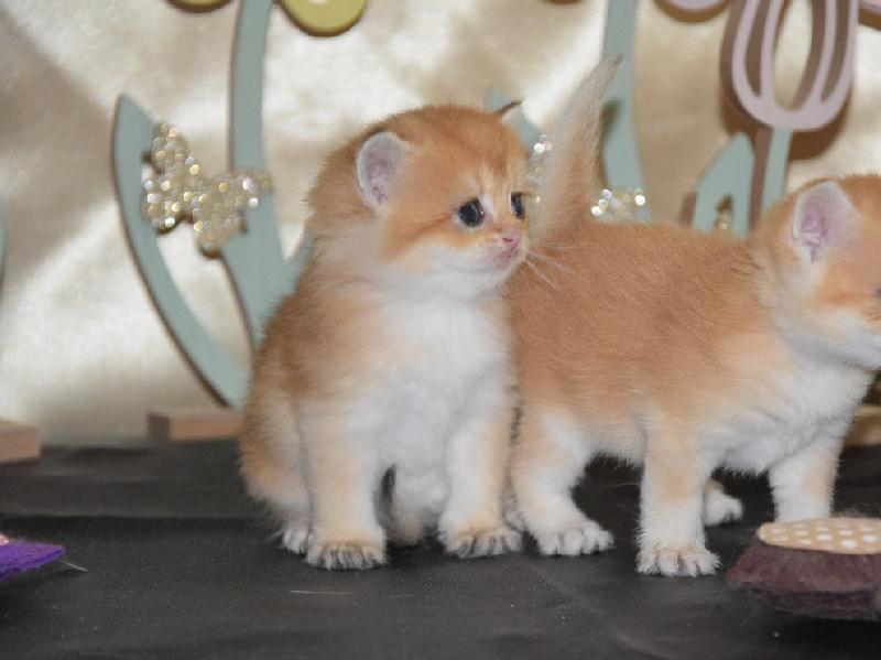 British Shorthair et Longhair – Image 3