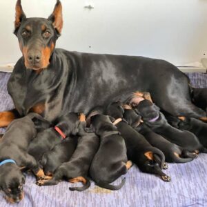 Dobermann 2