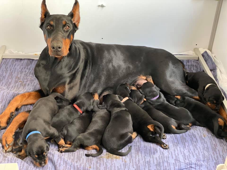 Dobermann 2