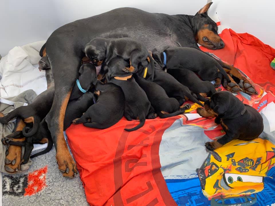 Dobermann 2 – Image 2