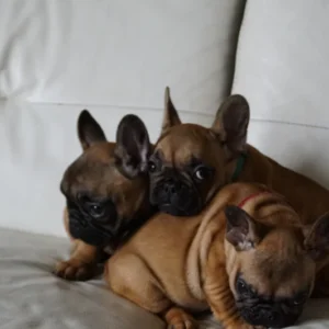 Bouledogue français 2