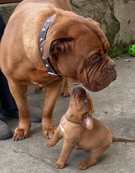 DOGUE DE BORDEAUX – Image 4