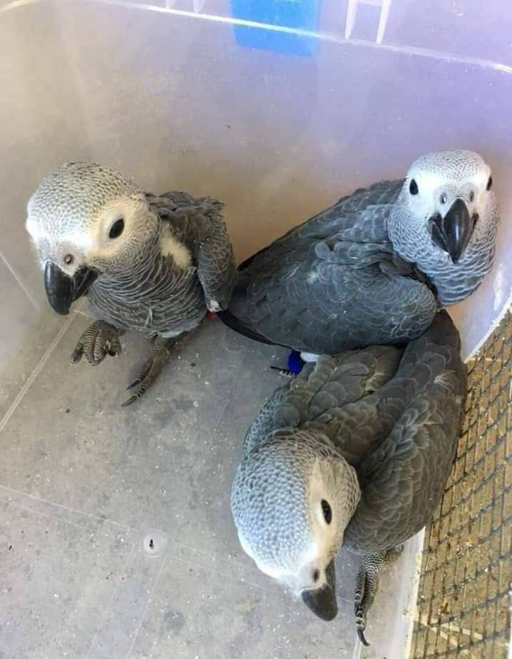 Perroquet Gris du gabon 2