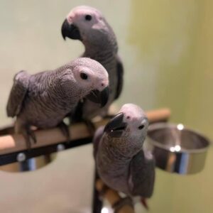 Perroquet Gris du gabon 5