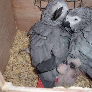 Perroquet Gris du gabon 4