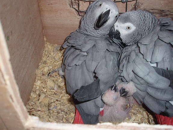 Perroquet Gris du gabon 4