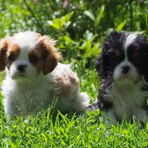 CAVALIER KING CHARLES 2