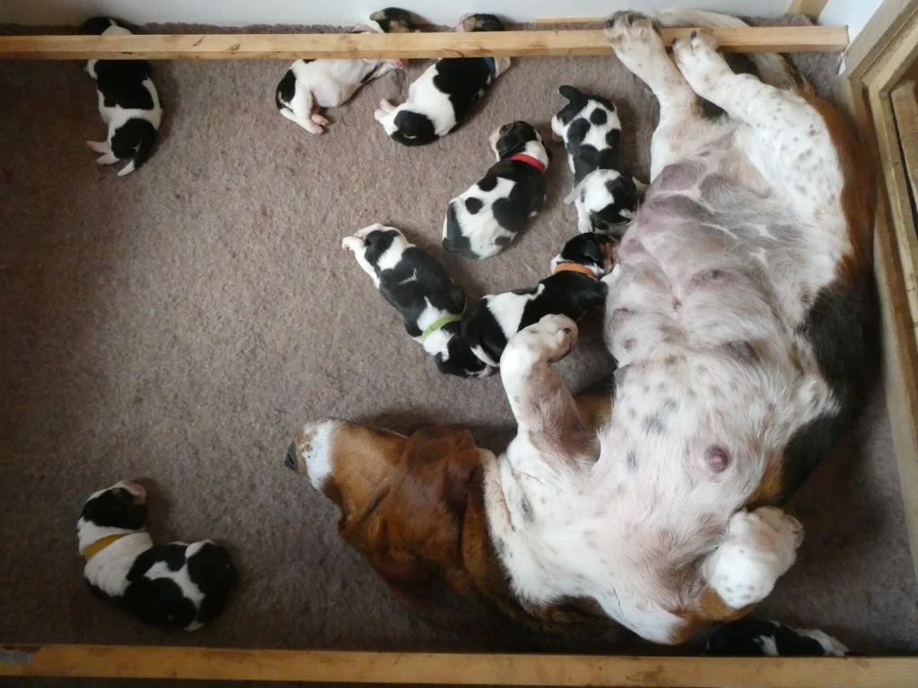 Basset Hound 1 – Image 4