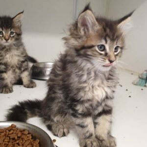 Main coon