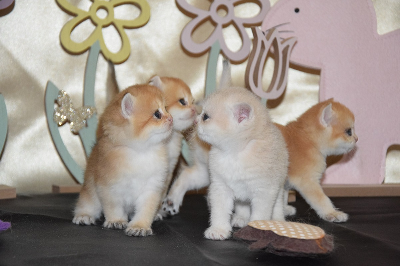 British Shorthair et Longhair – Image 4