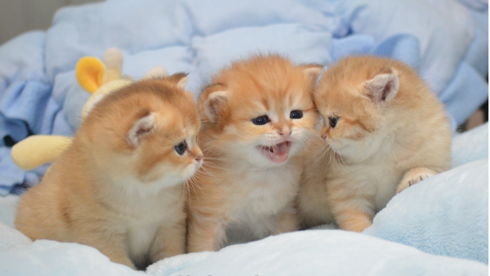 British Shorthair et Longhair