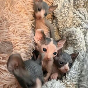 SPHYNX 1