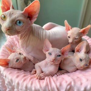 SPHYNX 2