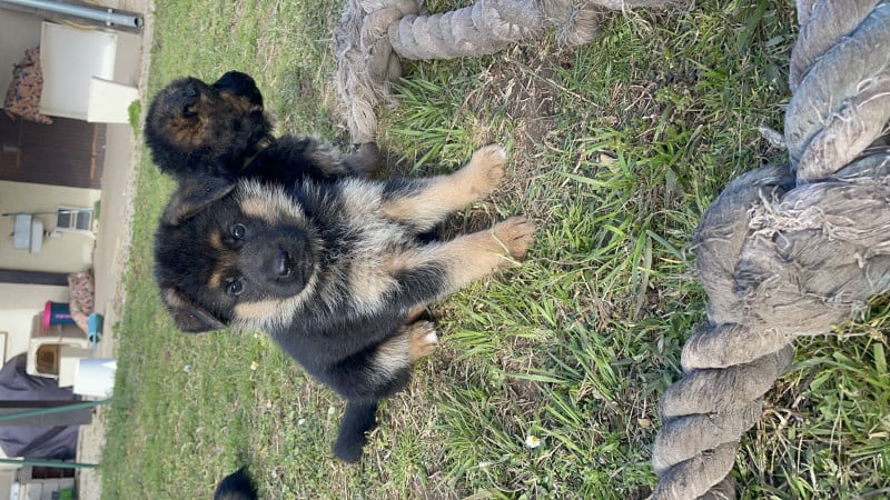 Berger Allemand 1 – Image 4