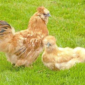 Soie fauve barbue grande - la poule