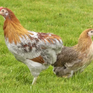 Araucana saumon dorée bleue - la poule