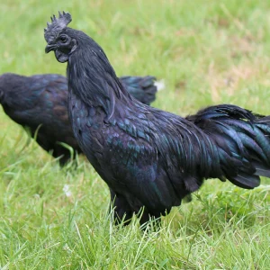 Ayam Cemani - la poule