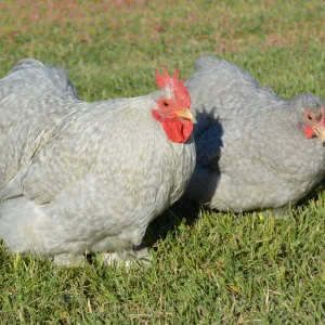 Pékin coucou - la poule