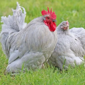 Pékin porcelaine - le coq