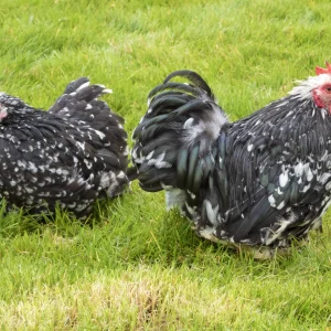 Pékin cailloutée - la poule