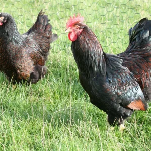 Barnevelder dorée à liseré noir grande - la poule